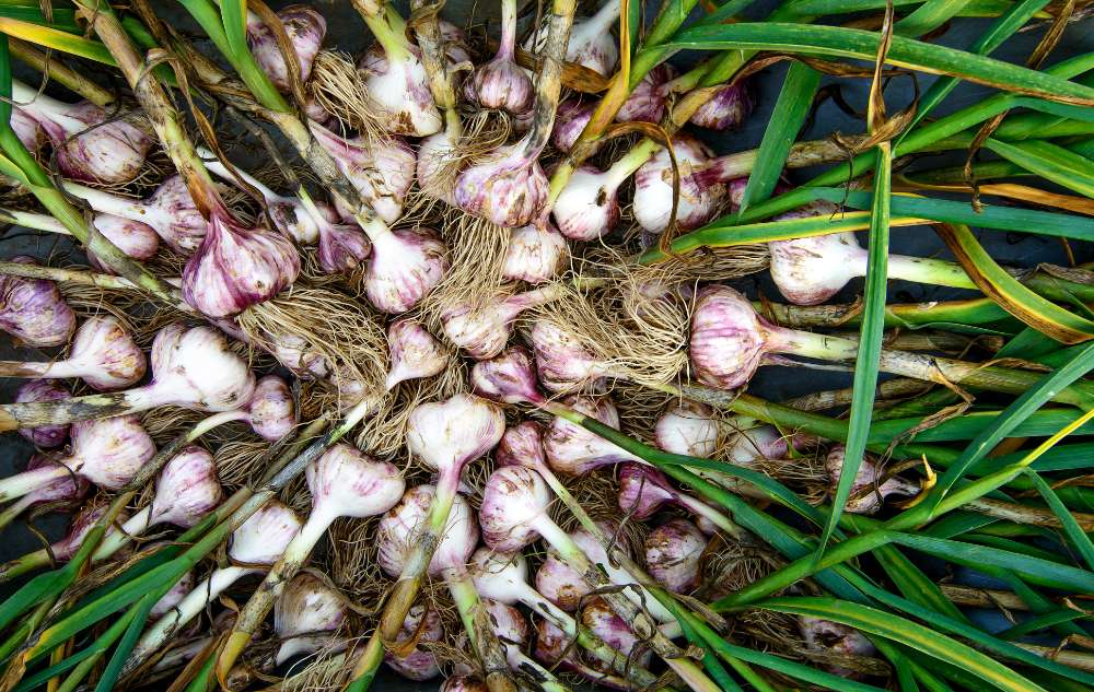 Plant Garlic Now for a Flavorful Harvest Next Year!