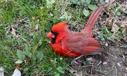 Join This Year’s Christmas Bird Count!