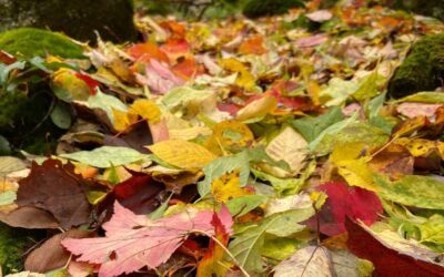 Discover the Ecological Wonders of Leaf Litter Under Your feet