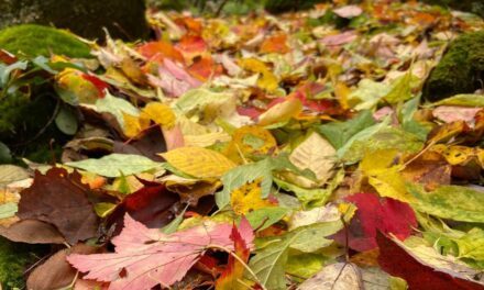 Discover the Ecological Wonders of Leaf Litter