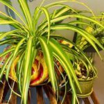 Four Mood and Health Benefits From More Indoor Plants