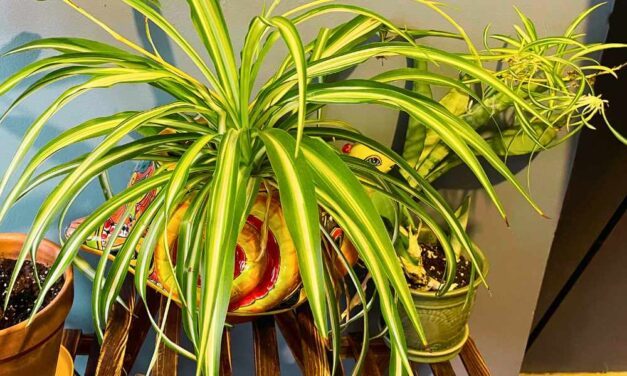 Four Mood and Health Benefits From More Indoor Plants
