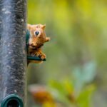 Unveiling the World of Squirrels: More Than Just Birdfeeder Bandits
