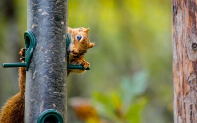 Unveiling the World of Squirrels: More Than Just Birdfeeder Bandits