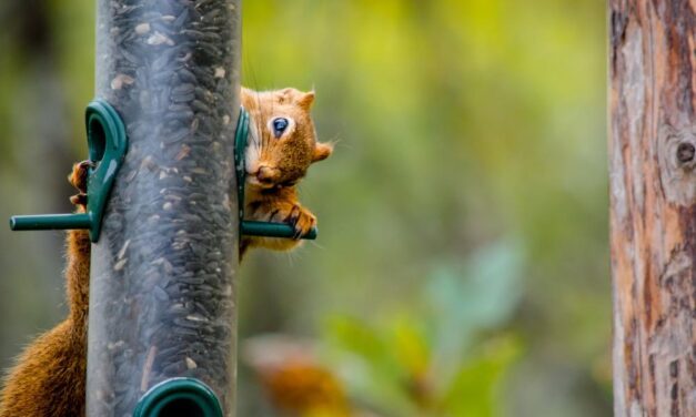 Unveiling the World of Squirrels: More Than Just Birdfeeder Bandits