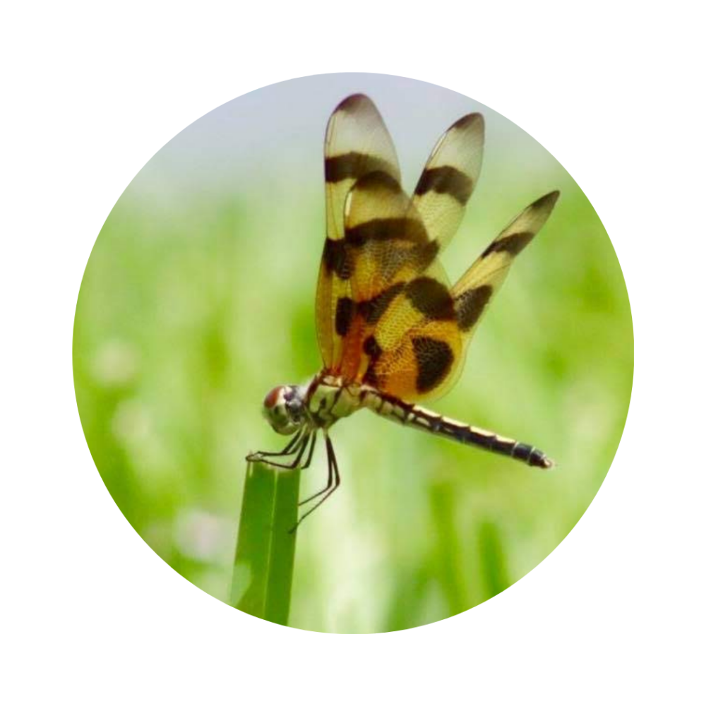 One Planet Life Inspiring Individuals To Live Sustainably