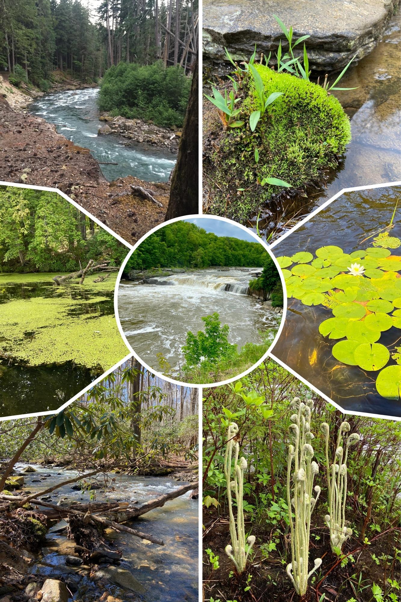 Wetlands Collage