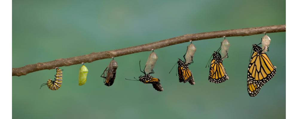 Monarch Butterfly