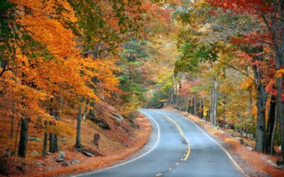 Road Trip to Meet America’s Longest Living Trees