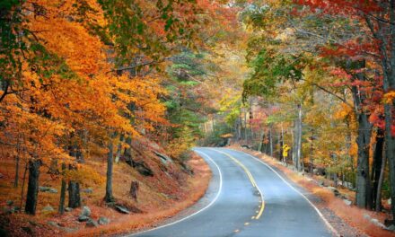 Road Trip to Meet America’s Longest Living Trees