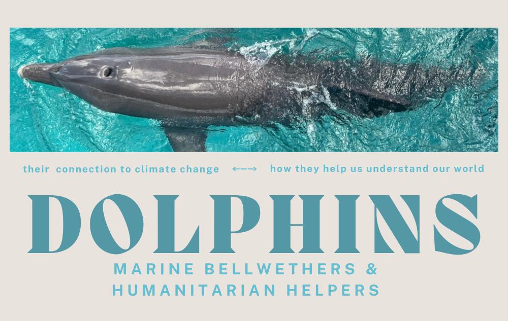 Dolphins: Marine Bellwethers and Humanitarian Helpers
