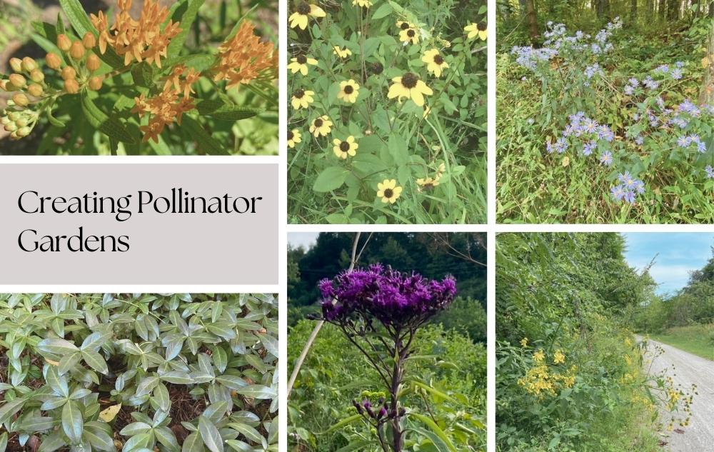 Creating Pollinator Gardens with Native Plants