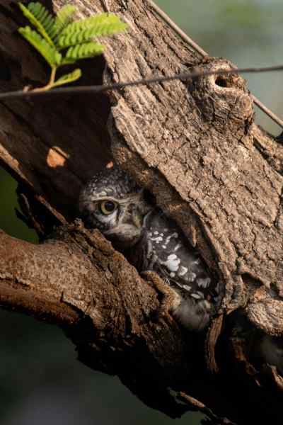 Roofer Installing Solar Renewable Energy Panels