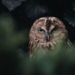 Owl-t of the Shadows: A Glimpse at Nature’s Mysterious Night Hunters
