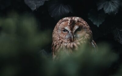 Owl-t of the Shadows: A Glimpse at Nature’s Mysterious Night Hunters