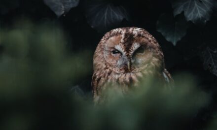 Owl-t of the Shadows: A Glimpse at Nature’s Mysterious Night Hunters